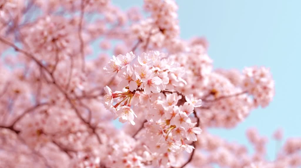 Cherry blossom petals falling like rain over a traditional bridge